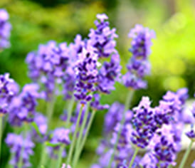 ラベンダー